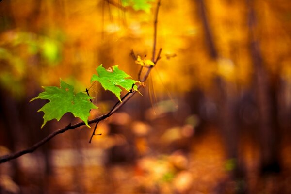 Feuilles d érable vert