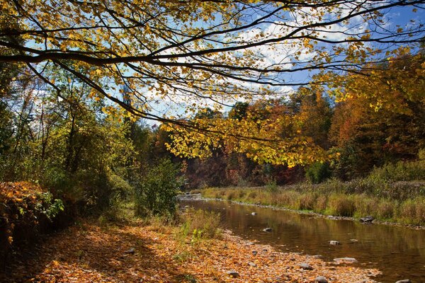 Rio na floresta do outono