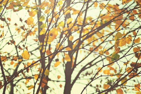 Hojas de ramas de árboles en un día de otoño