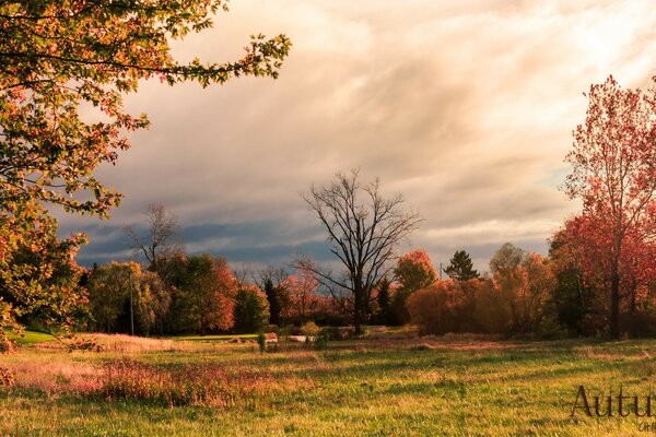 Rural autumn landscape of the forest