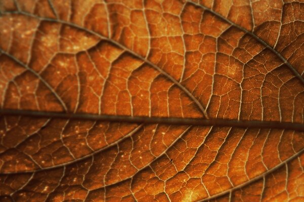 Autumn leaf close-up