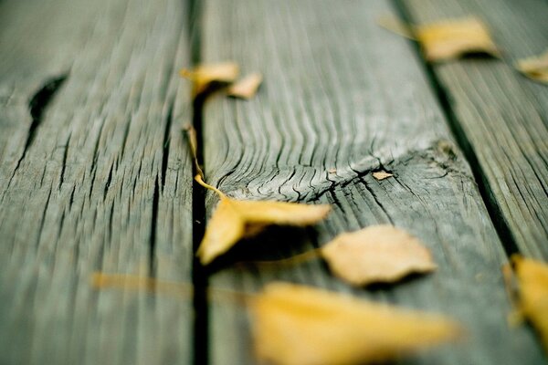 Hermosa perspectiva de otoño para el otoño