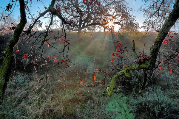 Clairière d automne avec des arbres avec des rayons de soleil