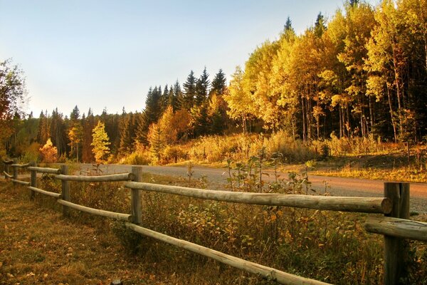 Autumn forest, fence along the road