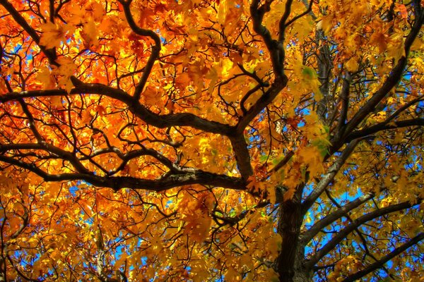 A large tree in autumn colors