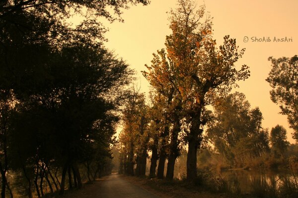 Autumn trees outdoors