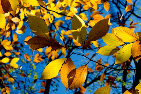 Yellow leaves on a blue sky background