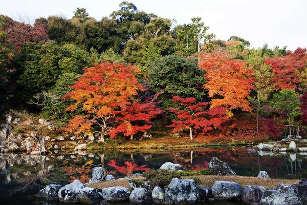 Arbres multicolores et étang avec des pierres