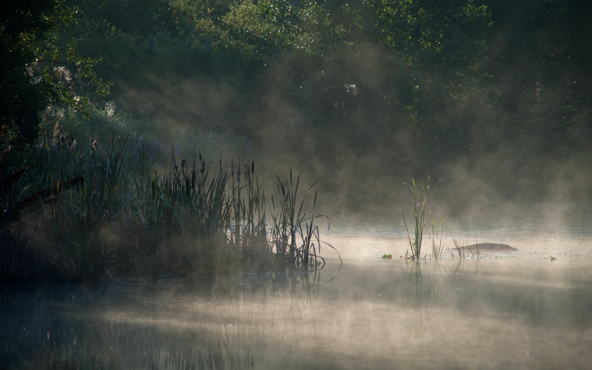 lake landscape water fog mist tree outdoors dawn bird nature rain wood