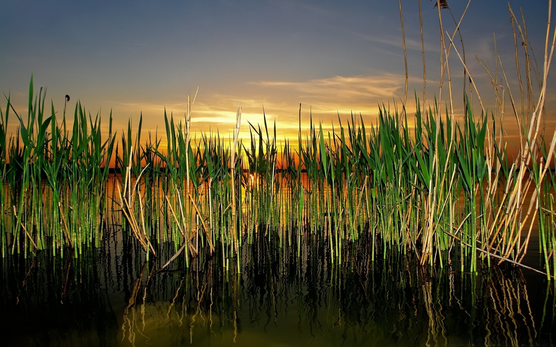 lago acqua alba natura erba all aperto cielo tramonto sole paesaggio reed rurale estate riflessione bel tempo canna crescita foglia marcia campo