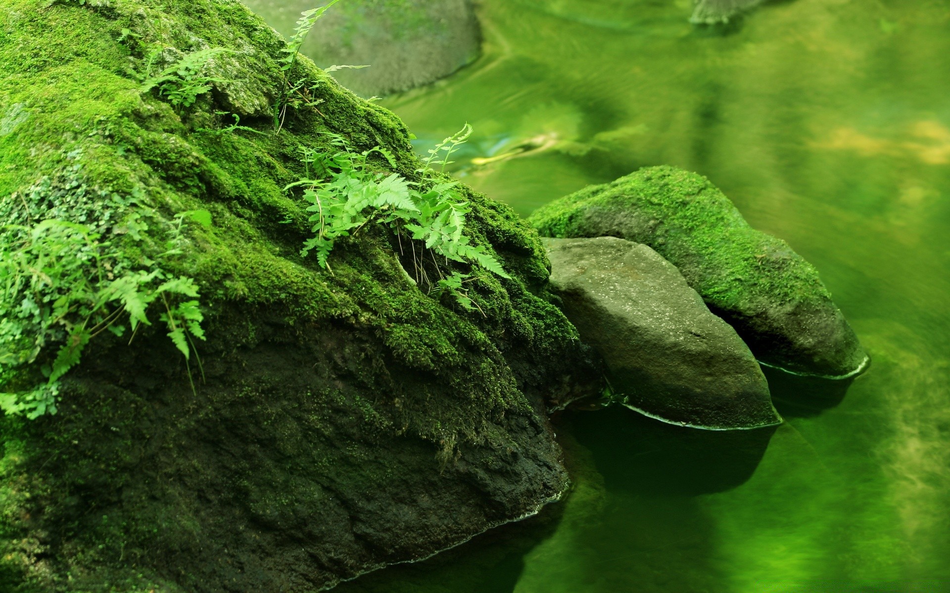 jezioro natura liść woda flora pulpit mech środowisko drewno świeżość na zewnątrz lato