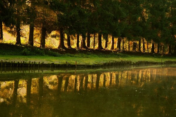 Cerca de árboles alrededor del lago