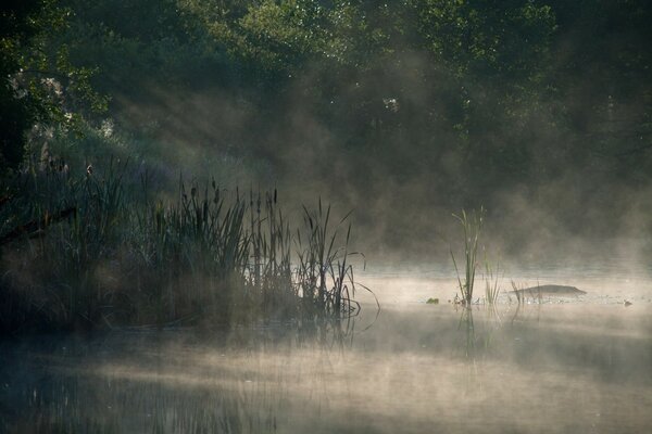 Fog over the lake. Reeds