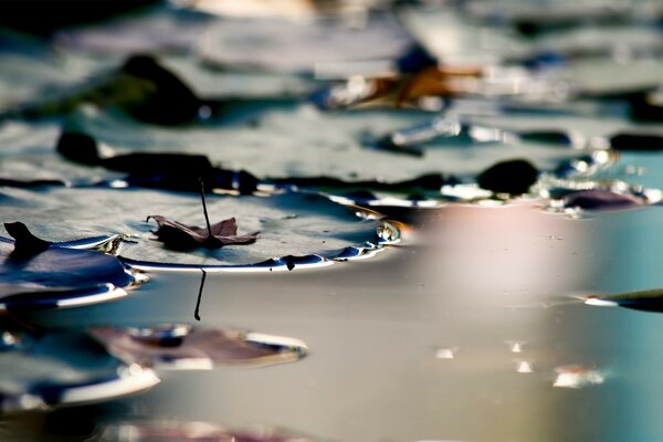 Die Blätter der Seerose am Herbstsee. Blätter auf dem Wasser