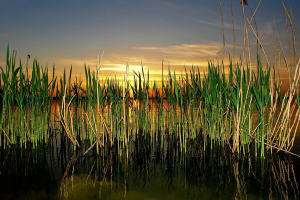 Hierba en el pantano en los rayos del amanecer