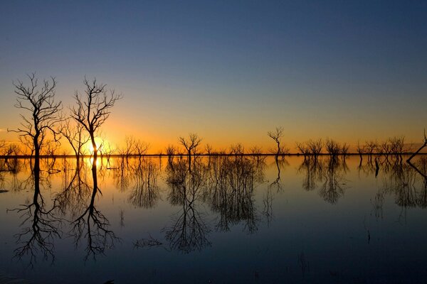 Árboles desnudos y un lago al atardecer