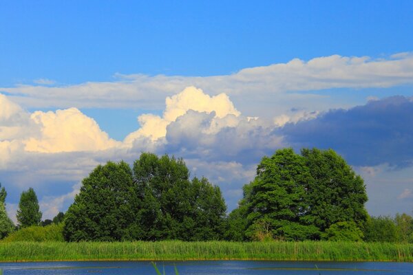 Grüne Bäume. Bewölkter Himmel