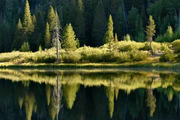 Reflection of trees and shrubs in lake water