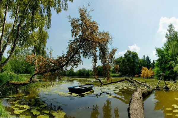 A lonely boat under a tree in the forest