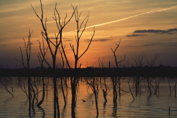 Bäume im Wasser, Sonnenuntergang und Himmel