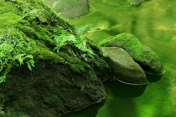 Flora of the Earth. Moss and its beauty