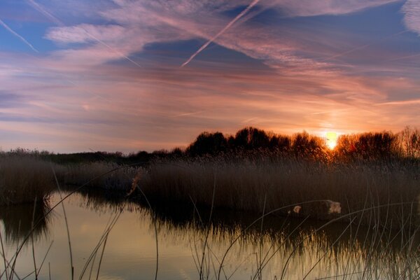 Sonnenaufgang am Teich. Pflanzen und Wasser