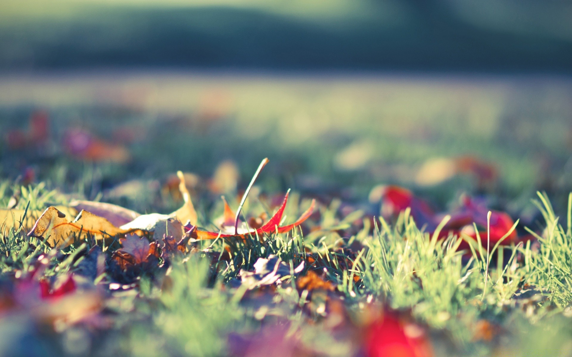 autumn nature grass outdoors flower field growth garden flora summer leaf agriculture pasture fair weather food color hayfield rural season farm