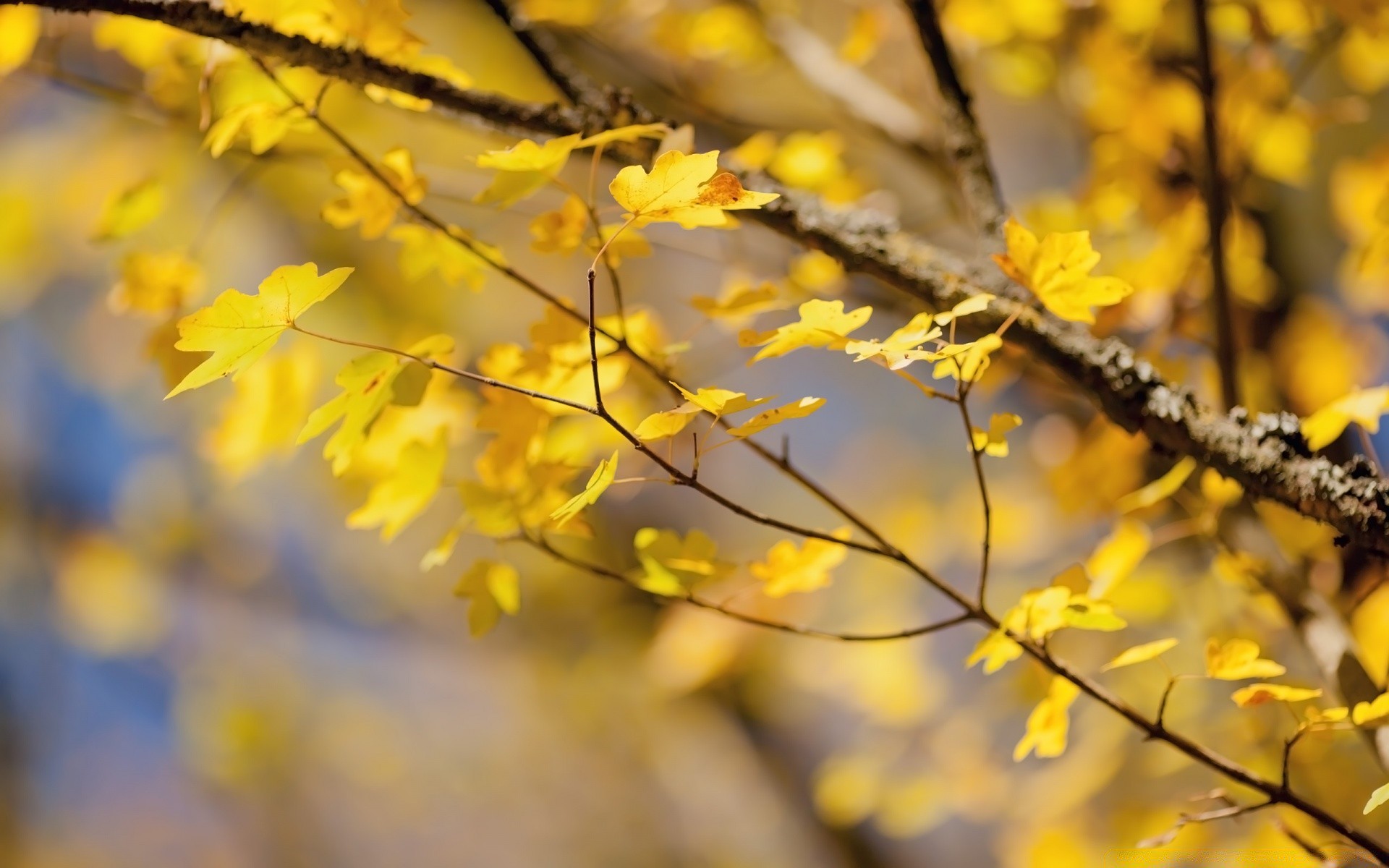 herbst baum blatt saison natur zweig flora herbst park wachstum hell schließen umwelt farbe gutes wetter im freien garten sonnig sonne gold