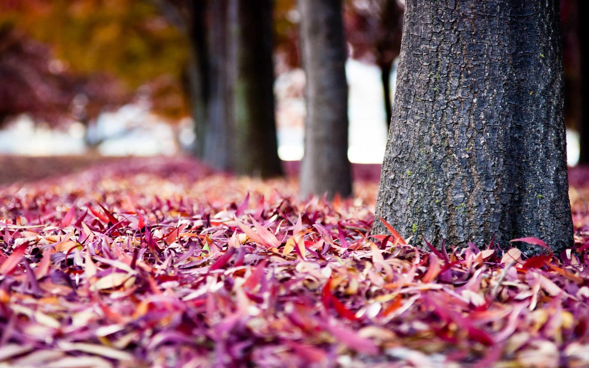 sonbahar sonbahar yaprak sezon ahşap doğa kuru gıda renk flora masaüstü açık havada ağaç doku yakın çekim parlak ahşap bahçe park yemek pişirme