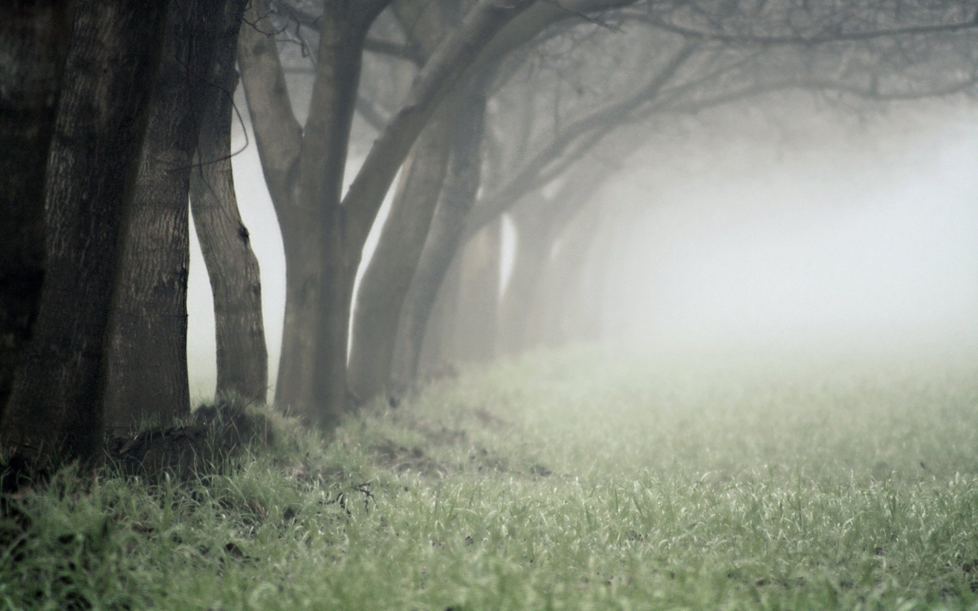 jesień mgła krajobraz mgła drzewo drewno świt natura park na zewnątrz jesień światło zima trawa środa tajemnica mgła