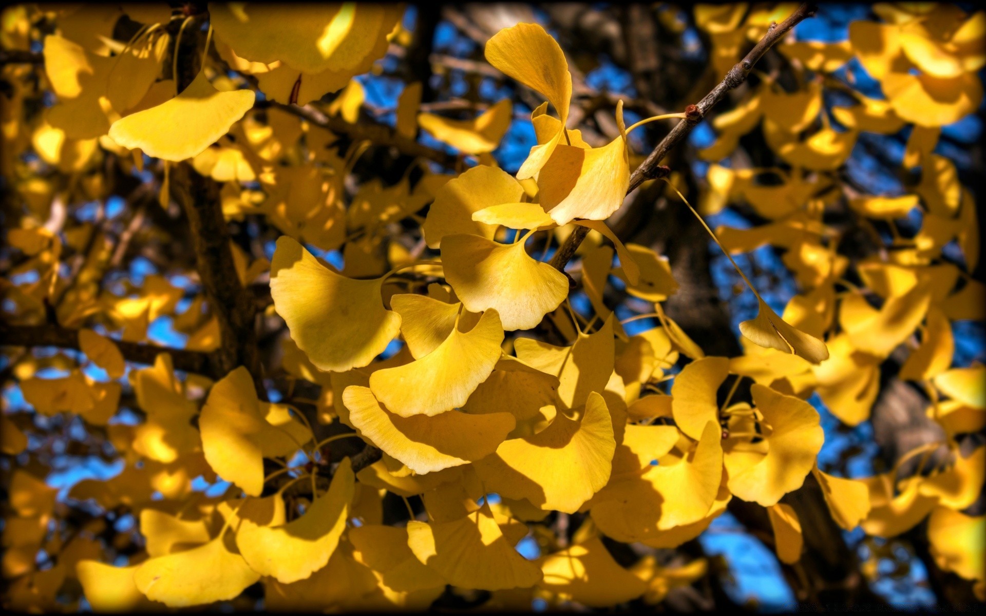 herbst herbst blatt baum gold saison natur filiale hell farbe im freien flora desktop park gutes wetter schließen holz schön sonnig