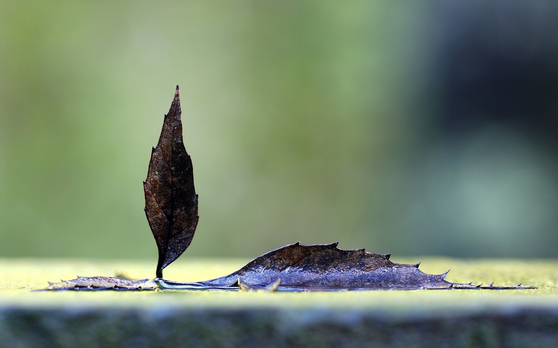 jesień liść natura na zewnątrz deszcz dof świt rozmycie ptak jesień rosa lato drewno woda ogród