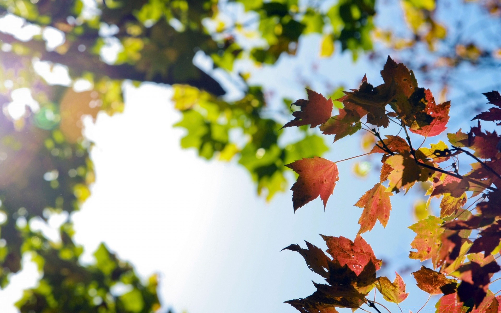 autunno foglia autunno albero natura bel tempo acero ramo luminoso sole parco esterno stagione colore legno flora sfocatura estate giardino