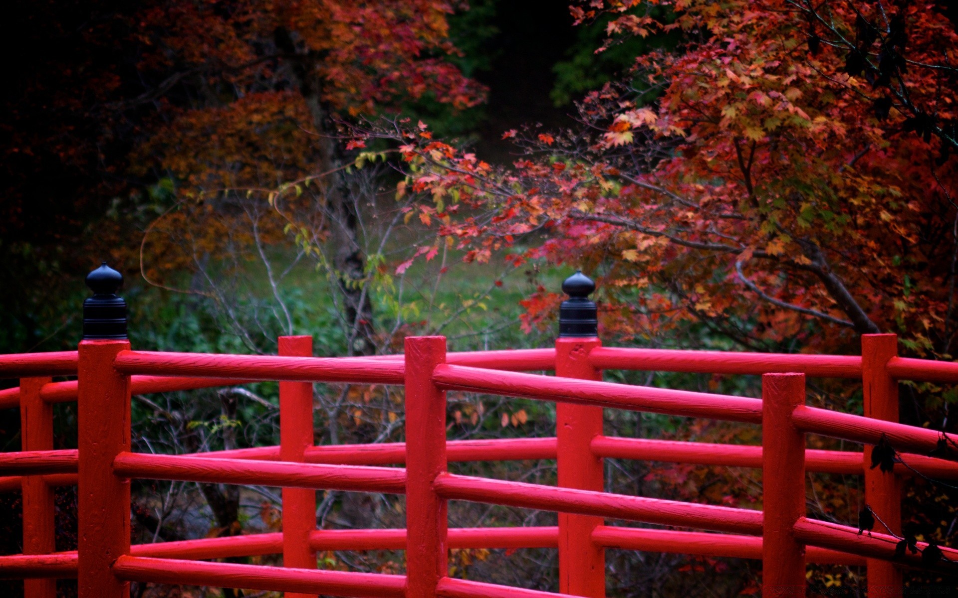 automne bois clôture parc extérieur arbre nature feuille jardin pont