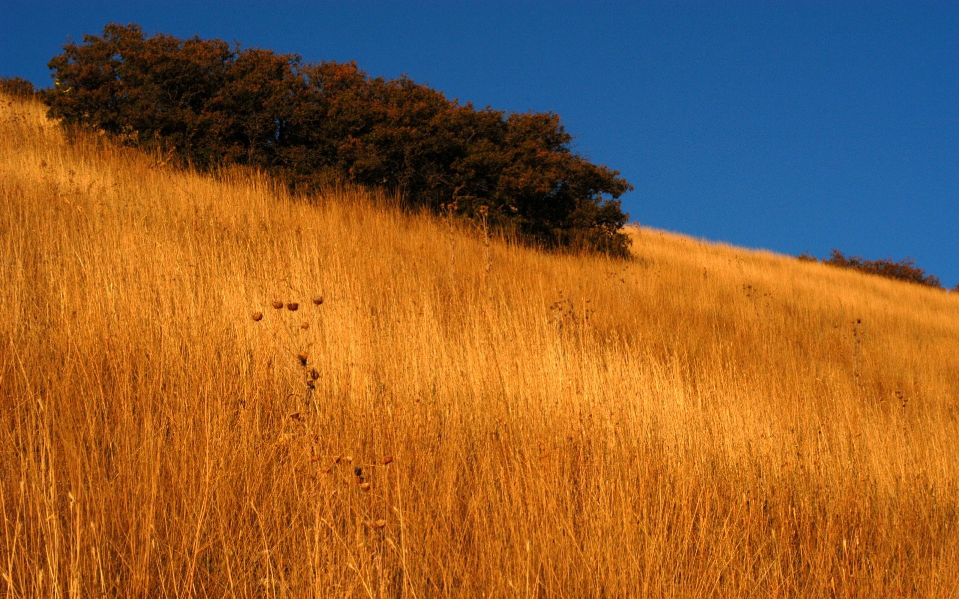 autumn landscape tree nature outdoors cropland