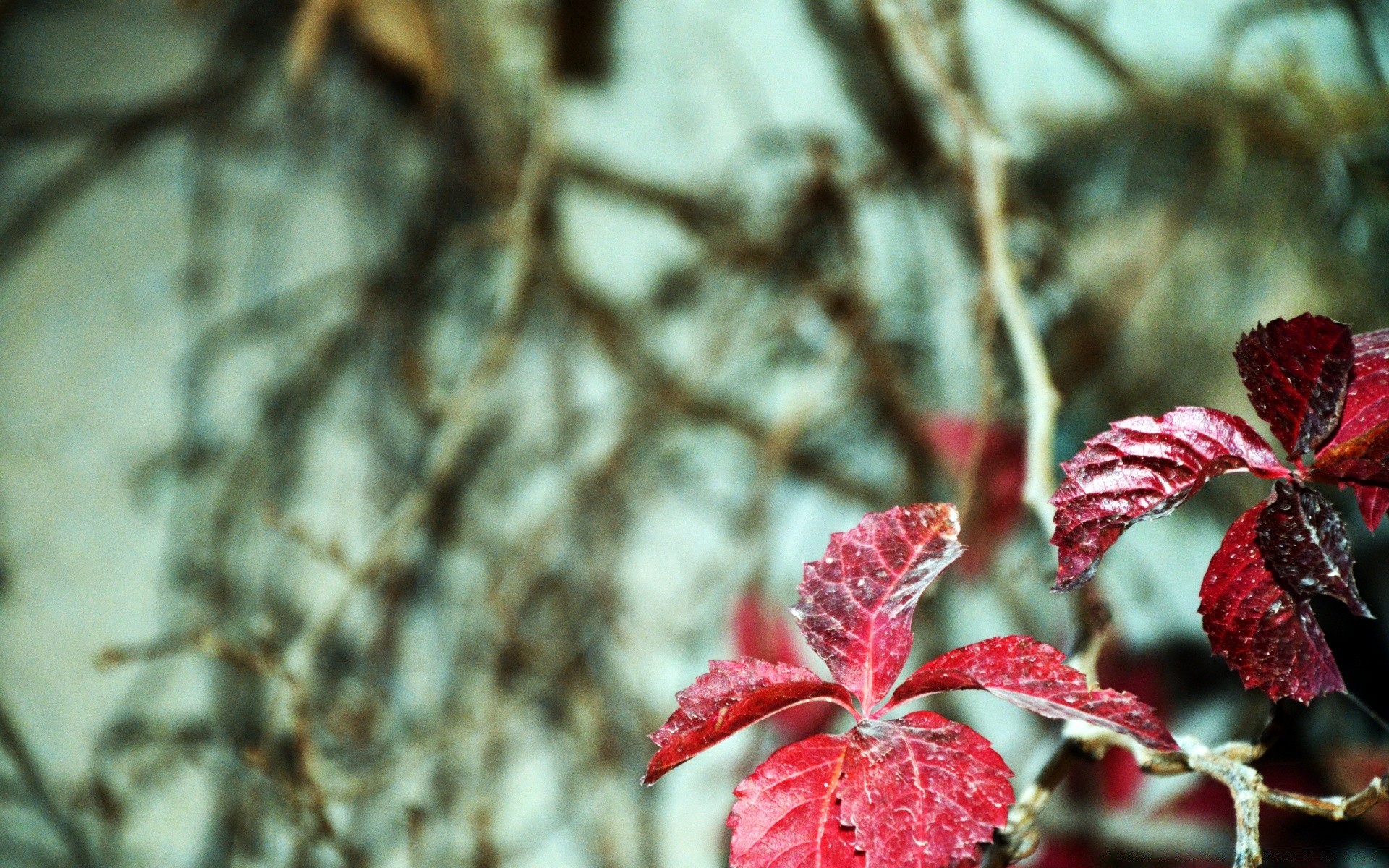 autumn leaf nature tree outdoors winter flower desktop flora color season garden close-up blur