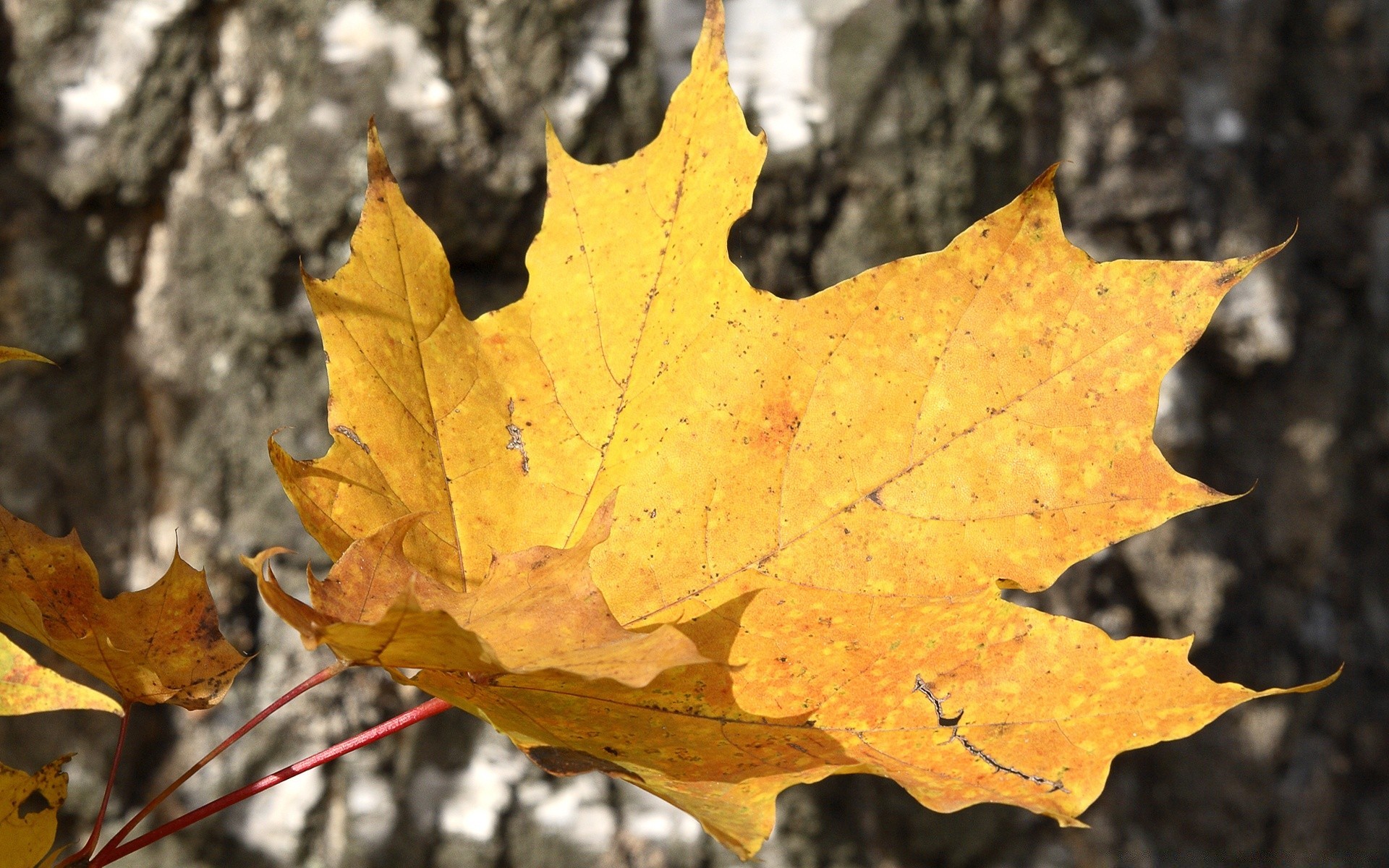 autumn fall leaf maple nature bright outdoors wood tree season flora color change gold close-up vibrant fair weather desktop oak