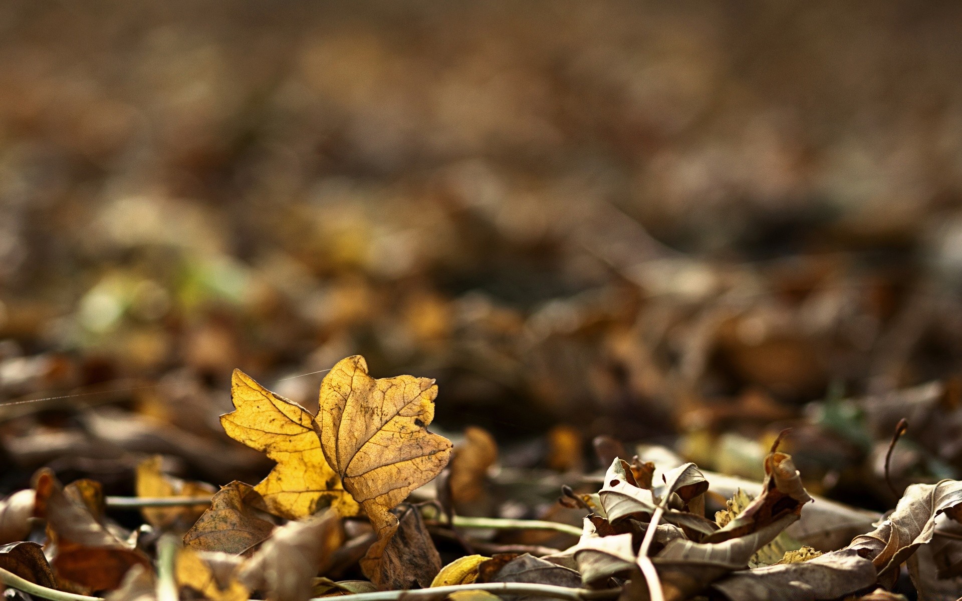 autumn fall leaf nature wood outdoors dry season ground flora close-up environment