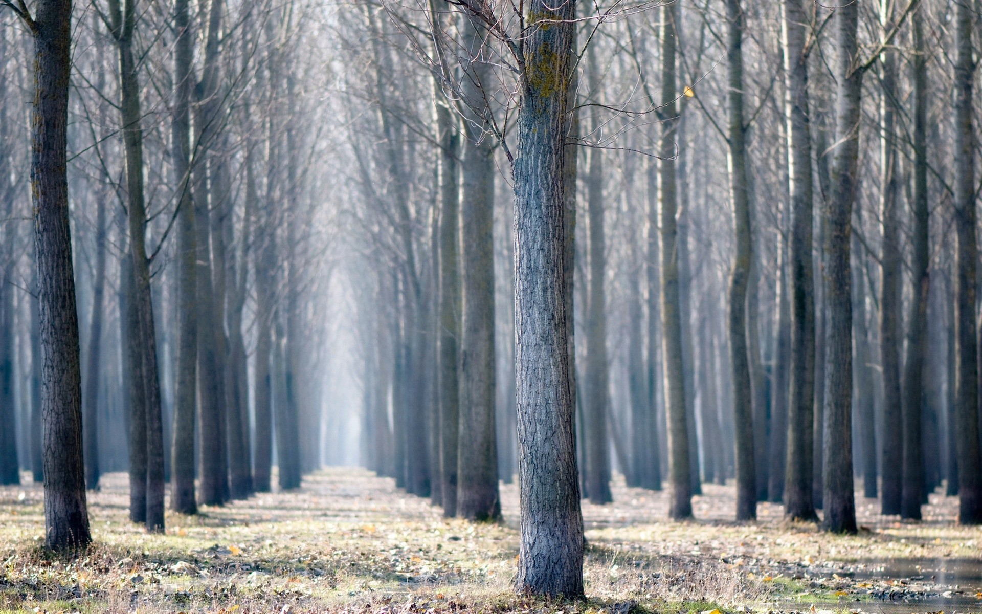 automne bois arbre automne paysage nature brouillard saison brouillard parc aube feuille scénique à l extérieur hiver branche environnement beau temps paysages brume