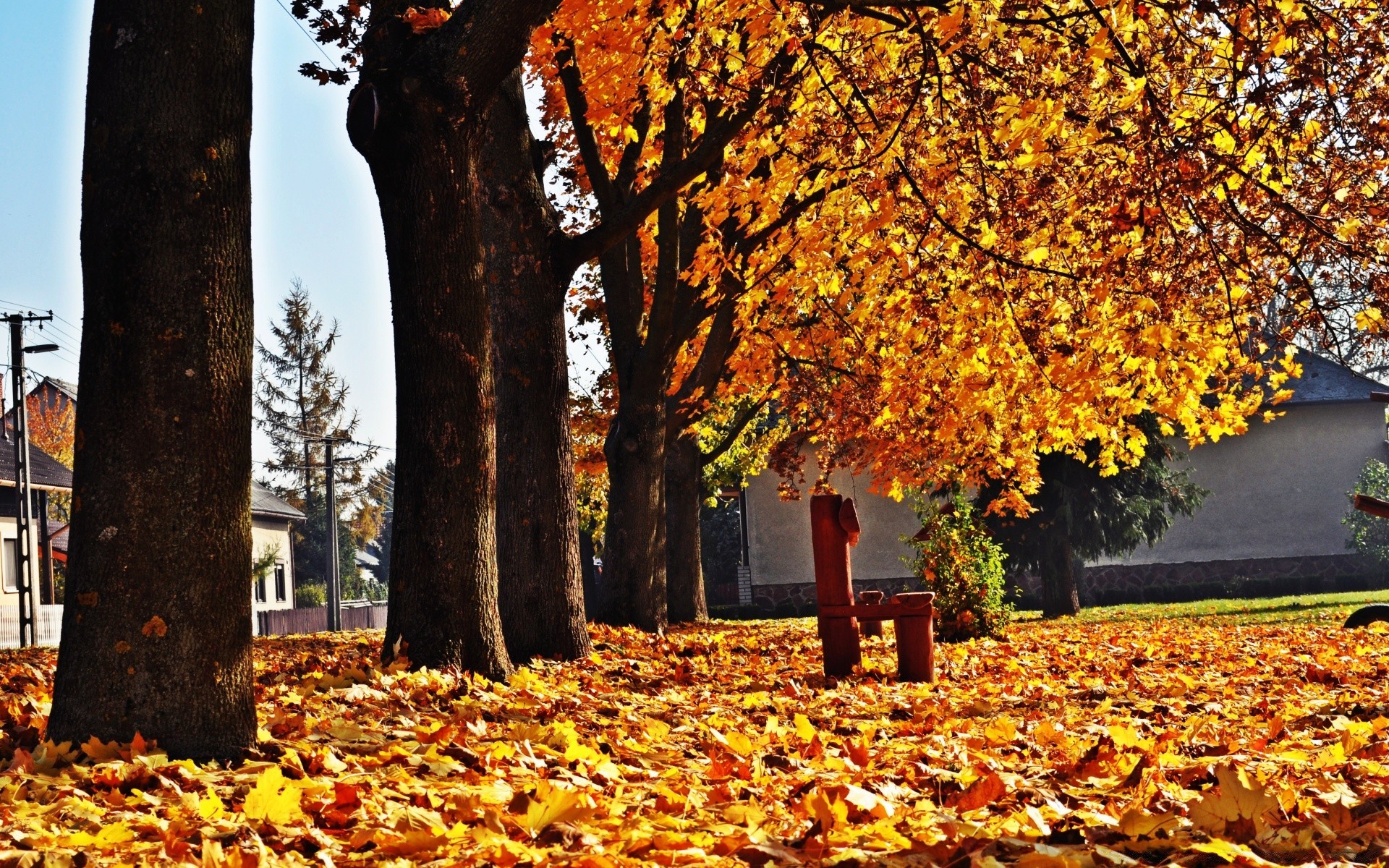 herbst herbst blatt ahorn holz saison holz park natur gold veränderung im freien zweig landschaft allee gasse umwelt hell guide