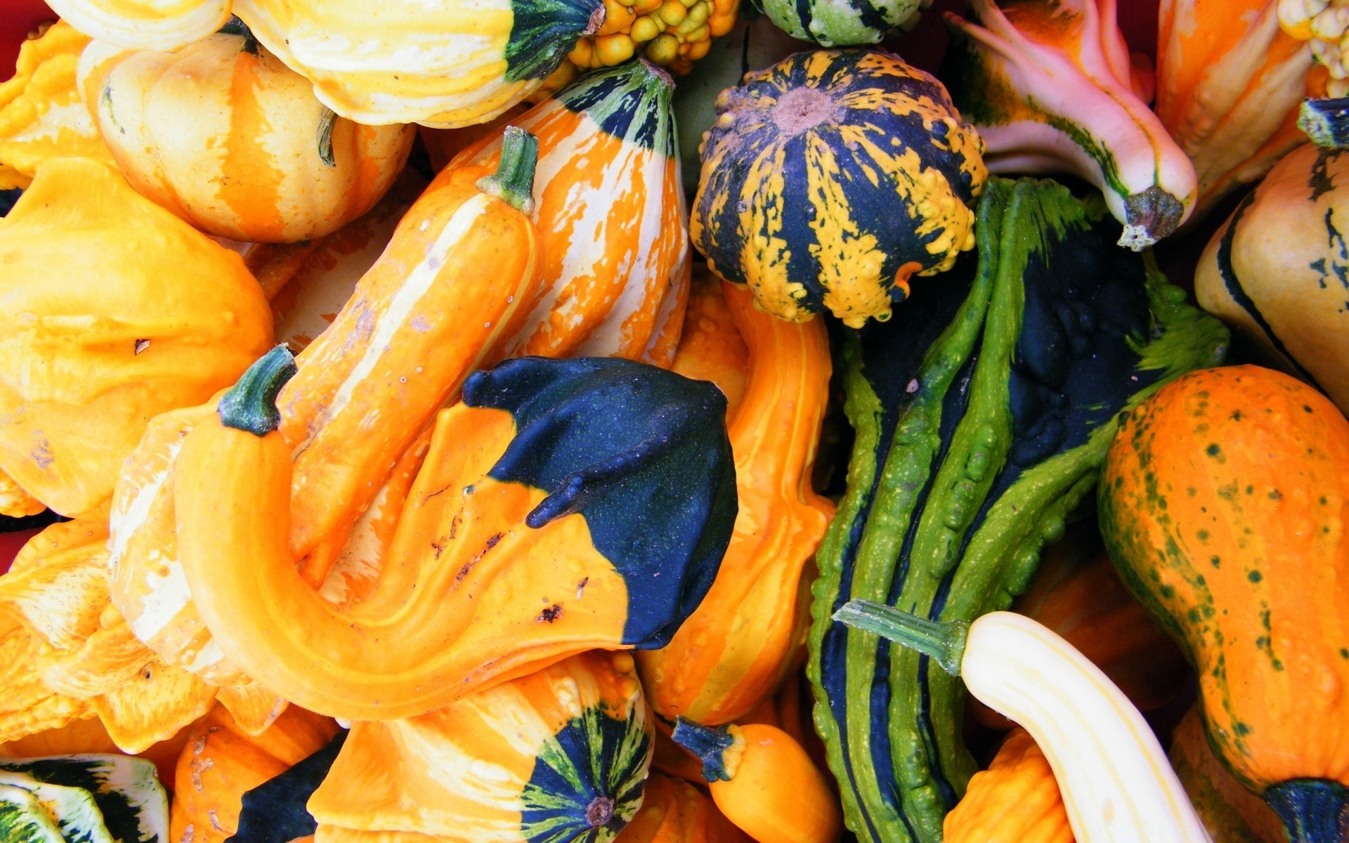 otoño calabaza vegetal comida otoño mercado crecer pasto calabaza acción de gracias saludable agricultura nutrición salud escritorio color zanahoria abundancia halloween