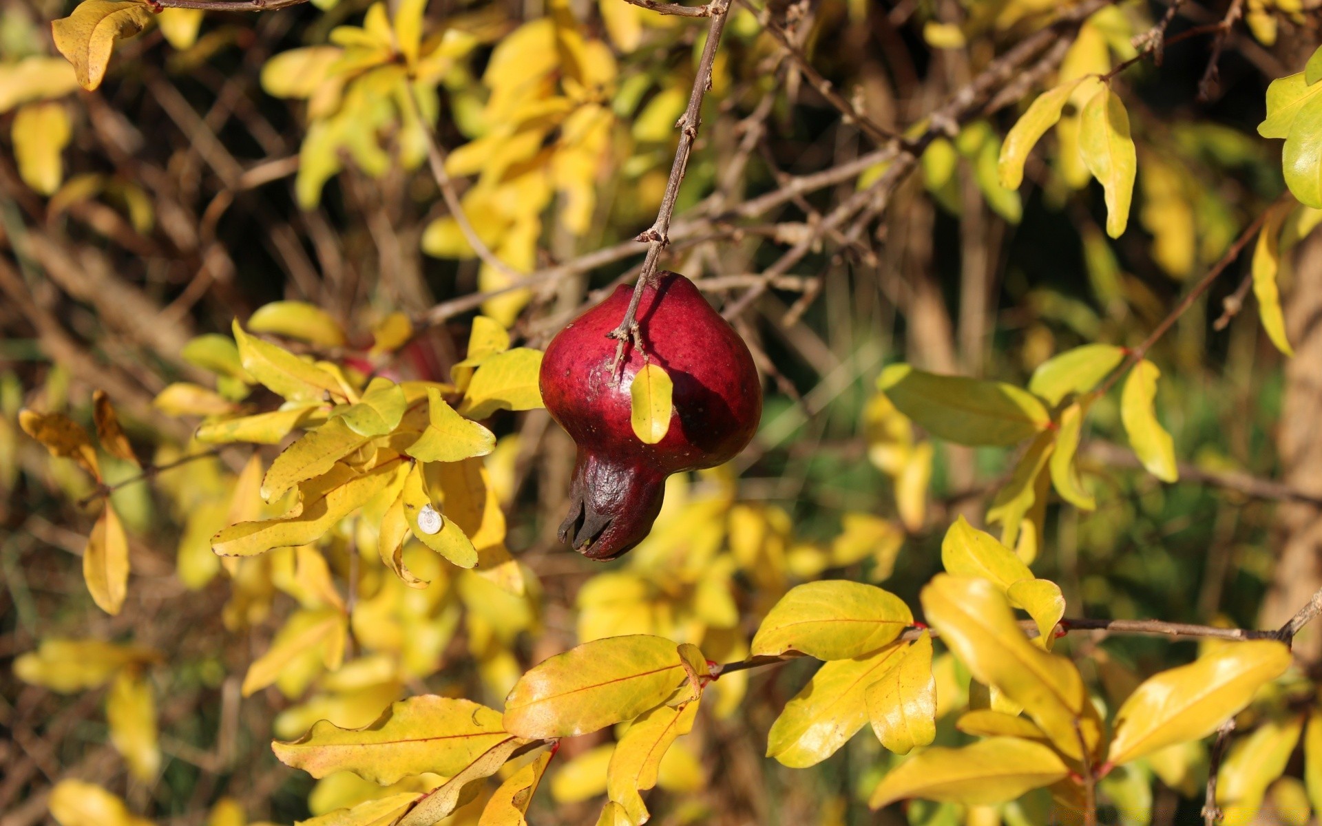 herbst blatt natur baum zweig herbst flora im freien obst saison farbe hell garten park wachstum gutes wetter sommer schließen strauch umwelt