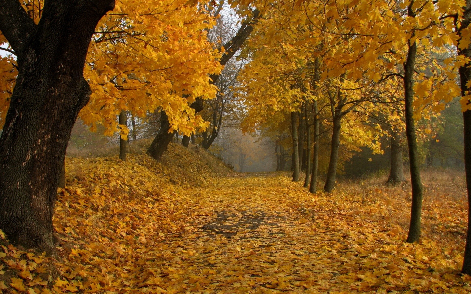 autumn fall leaf tree wood maple park nature gold outdoors daylight season landscape scenic environment branch fair weather change lush