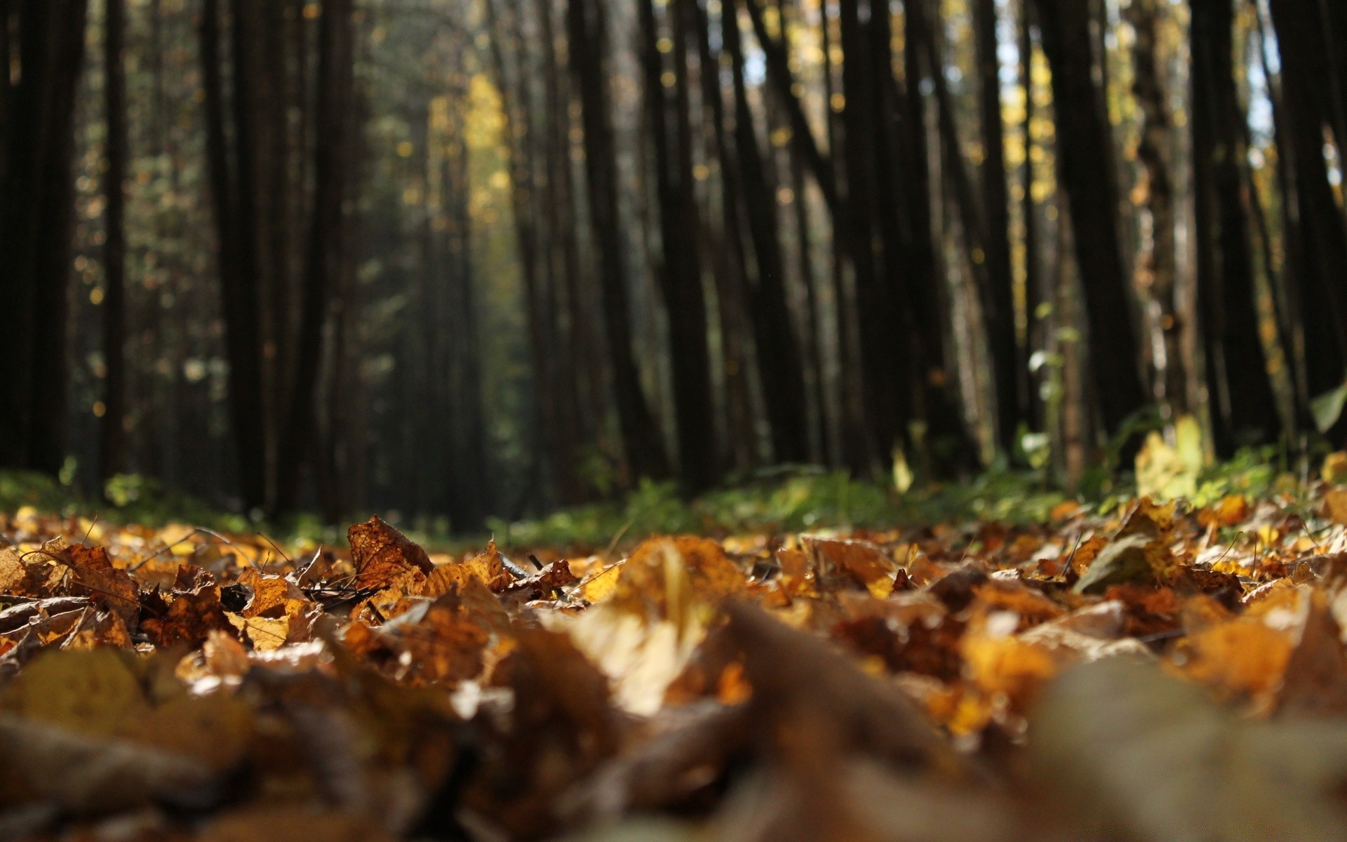 automne automne bois feuille arbre nature à l extérieur paysage environnement lumière du jour parc lumière flore saison érable