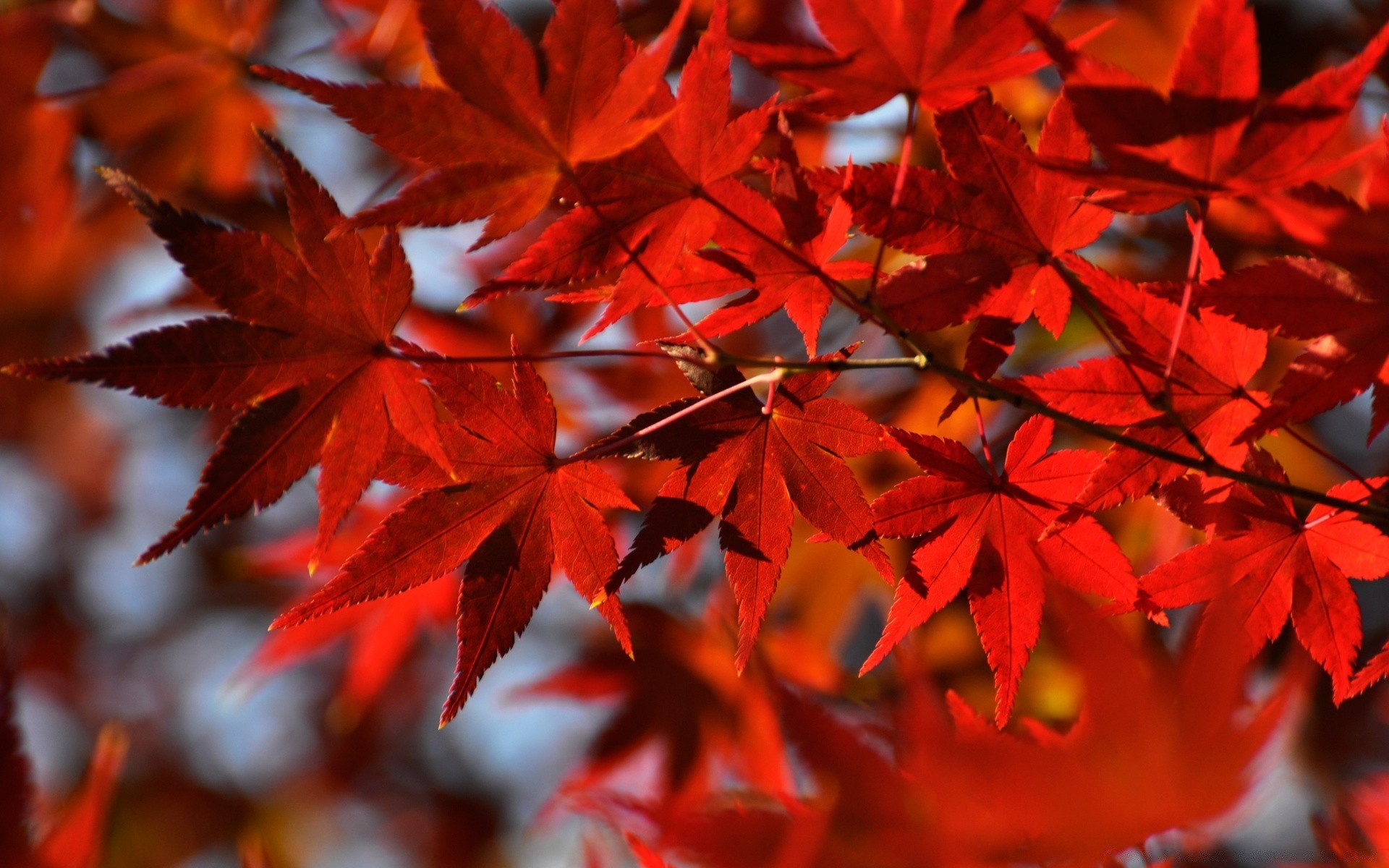 autumn leaf fall maple nature bright outdoors flora season color park tree lush