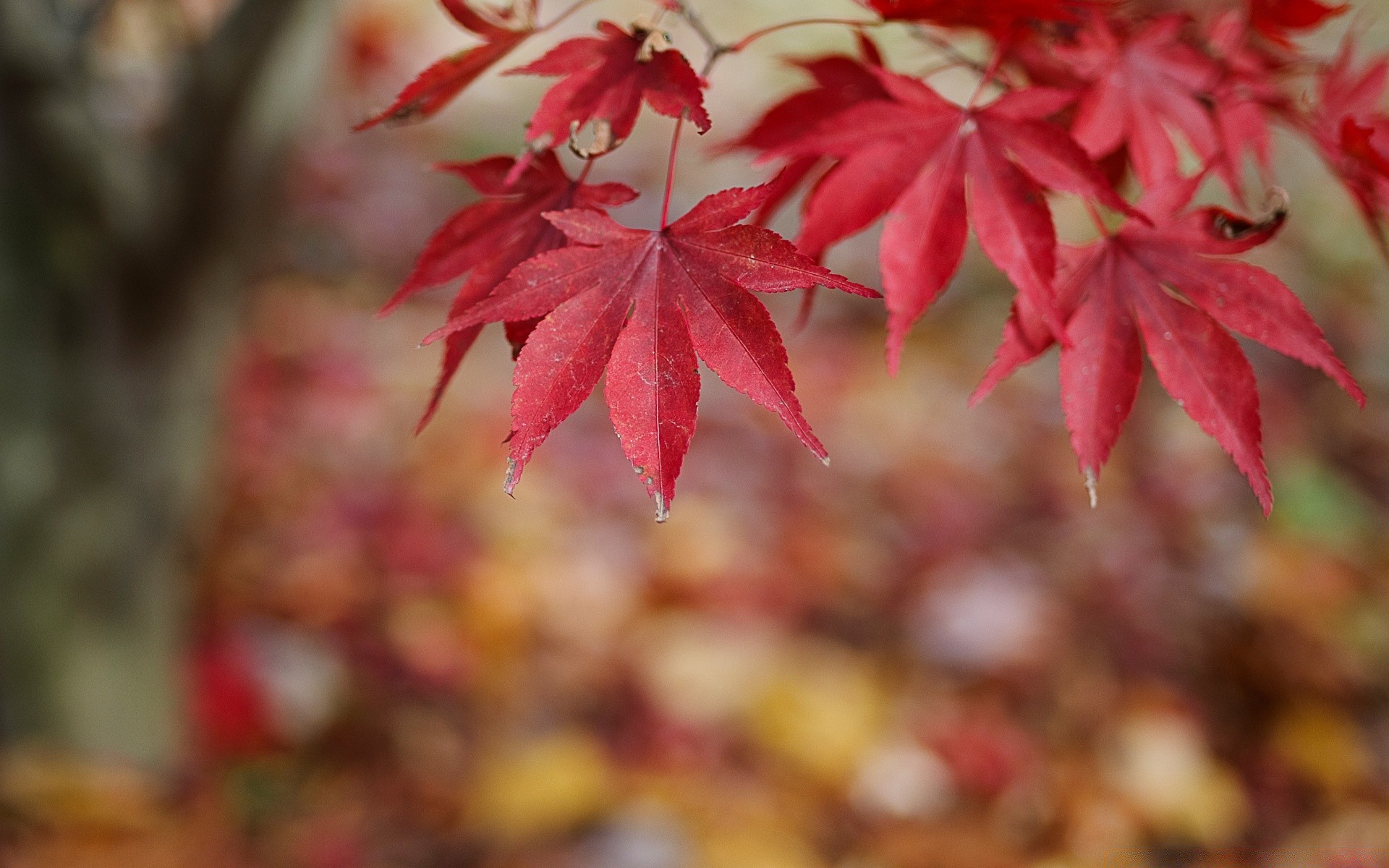 automne feuille automne nature saison érable lumineux flore arbre couleur à l extérieur parc bois branche jardin luxuriante