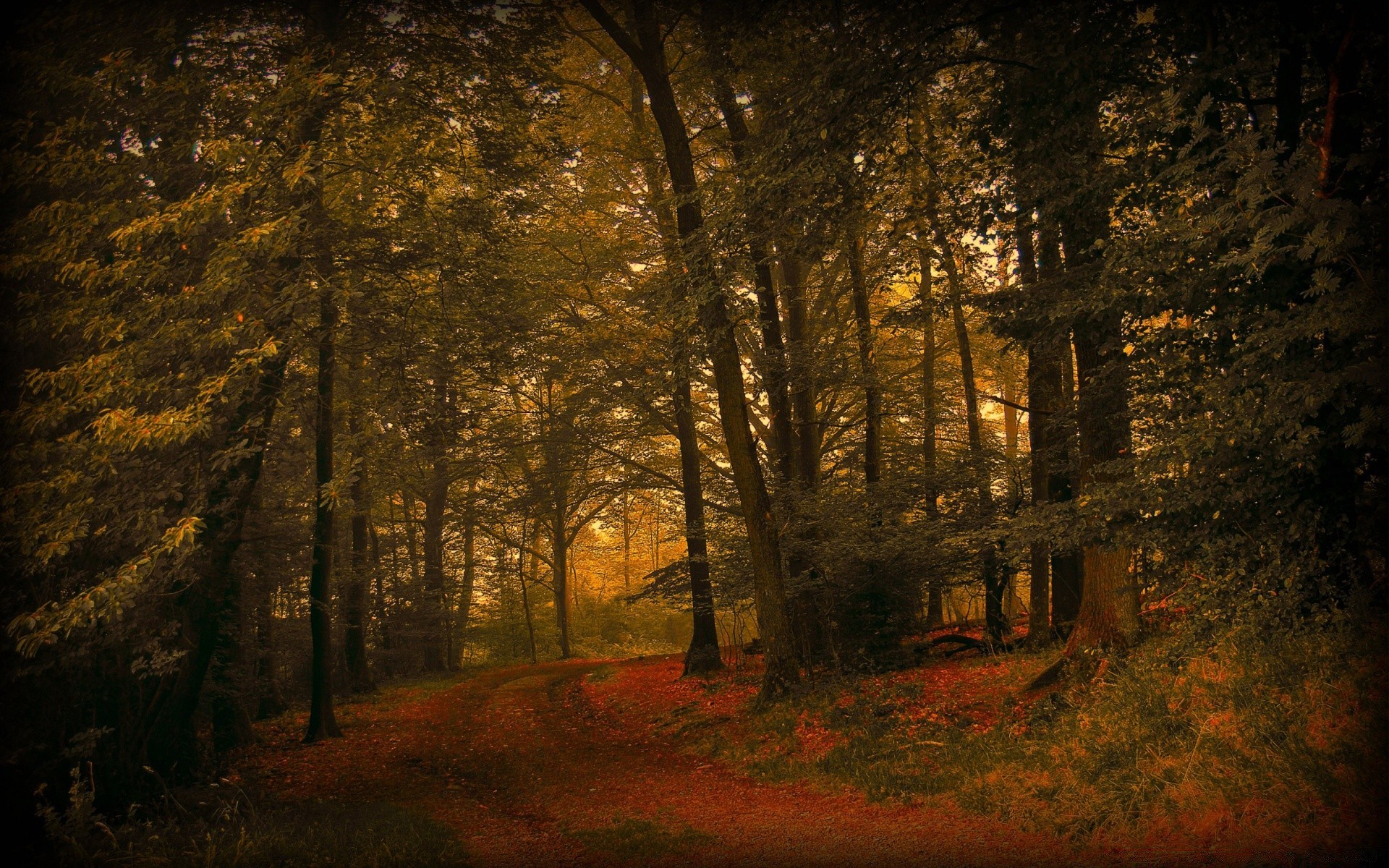 autunno albero autunno luce legno paesaggio parco foglia strada ombra