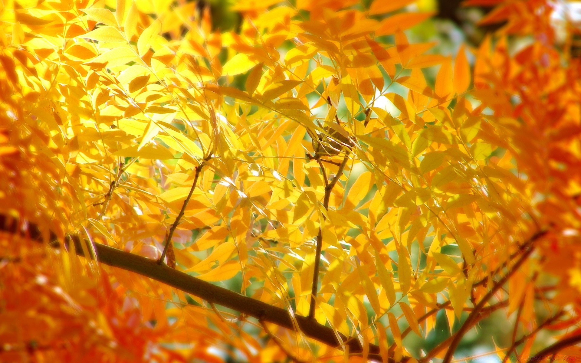 otoño hoja otoño naturaleza temporada flora color brillante árbol jardín primer plano oro al aire libre parque escritorio rama arce buen tiempo medio ambiente hermosa