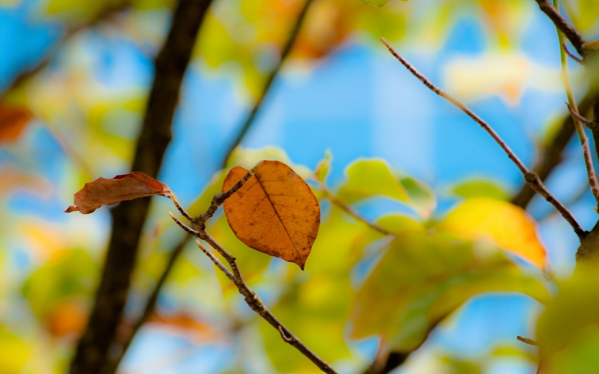 herbst blatt baum herbst zweig natur flora saison hell farbe im freien park gutes wetter wachstum garten desktop schließen umwelt holz licht