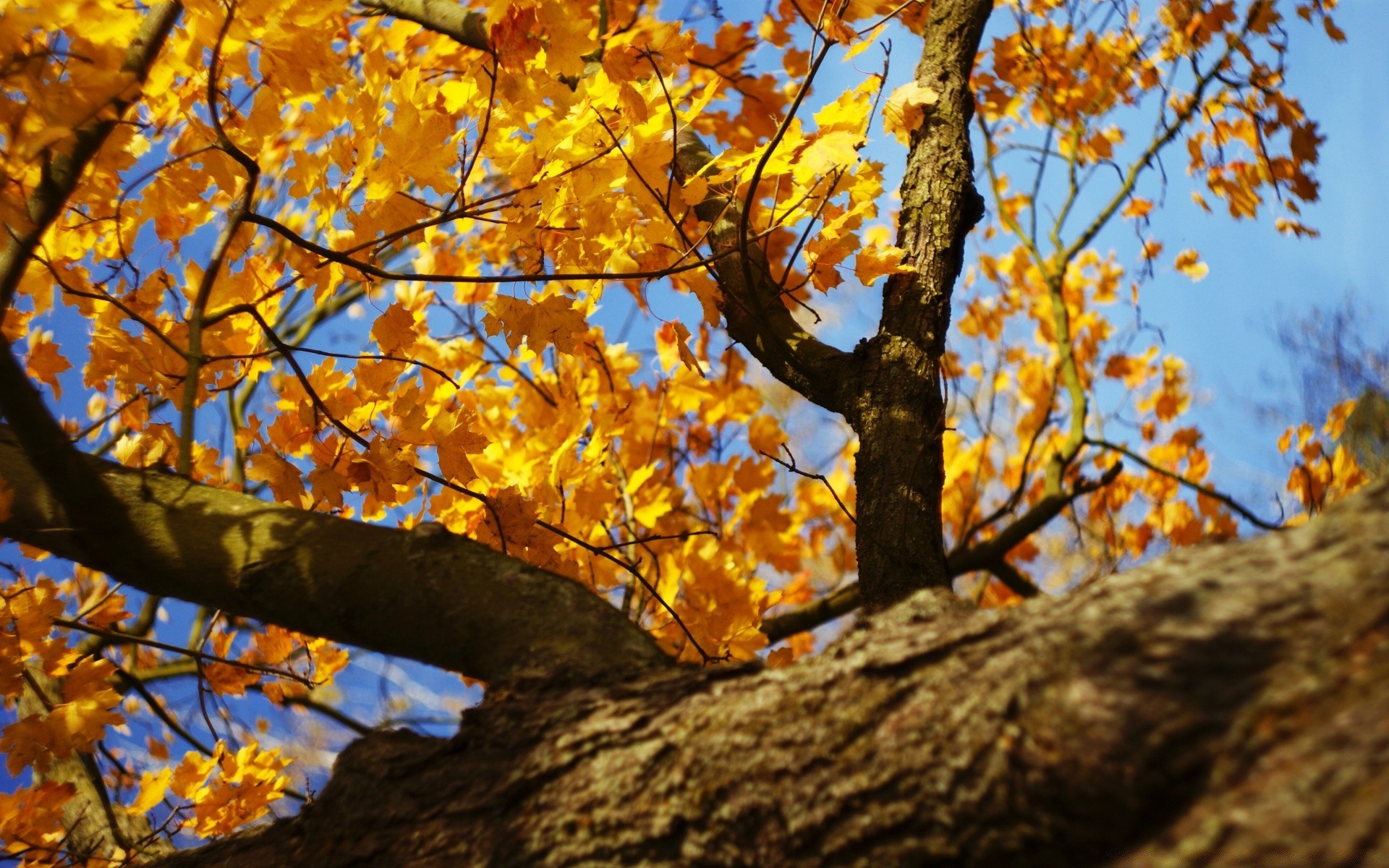 autumn tree leaf season fall nature branch flora outdoors park color maple wood fair weather growth gold landscape environment bright sun